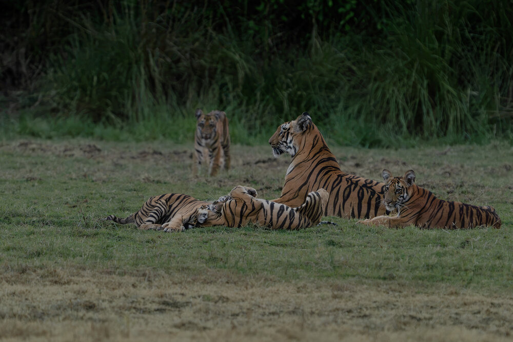 Raising the next kings and queens of the jungle.
