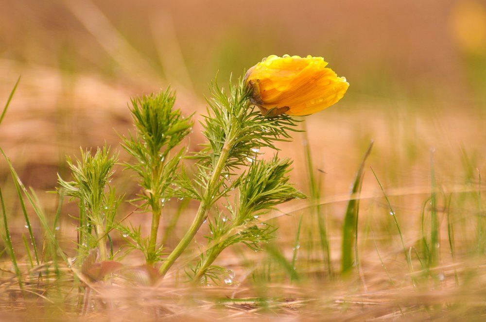 Весенние краски