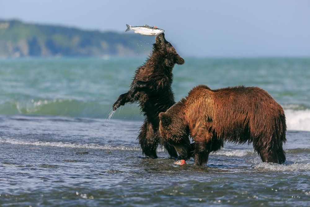 Медвежья рыбалка
