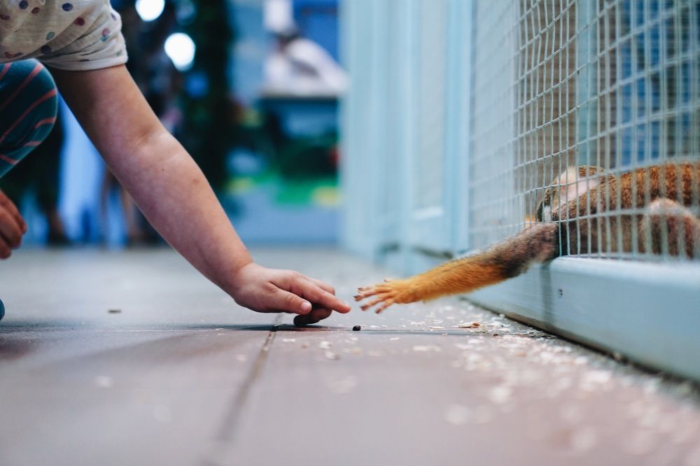 Передача семечки