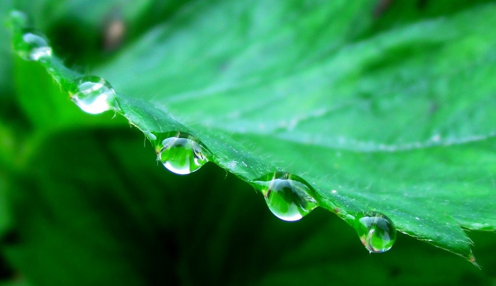 Роса на листьях клубники