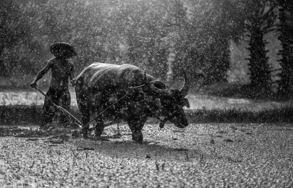 Farmer in The Rain
