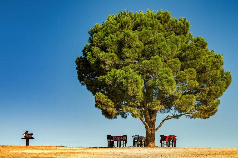 Когда деревья были большие