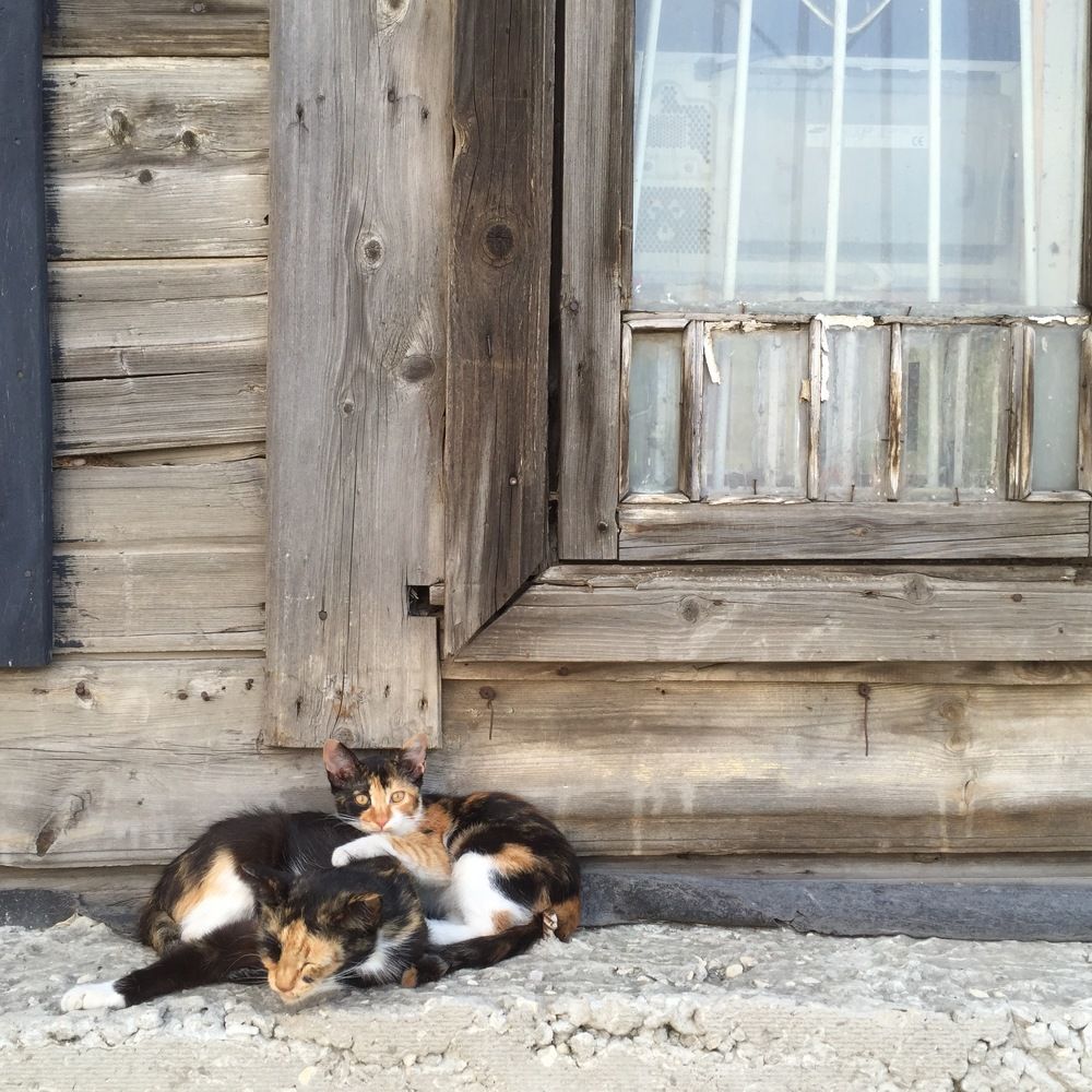 Под маминой защитой