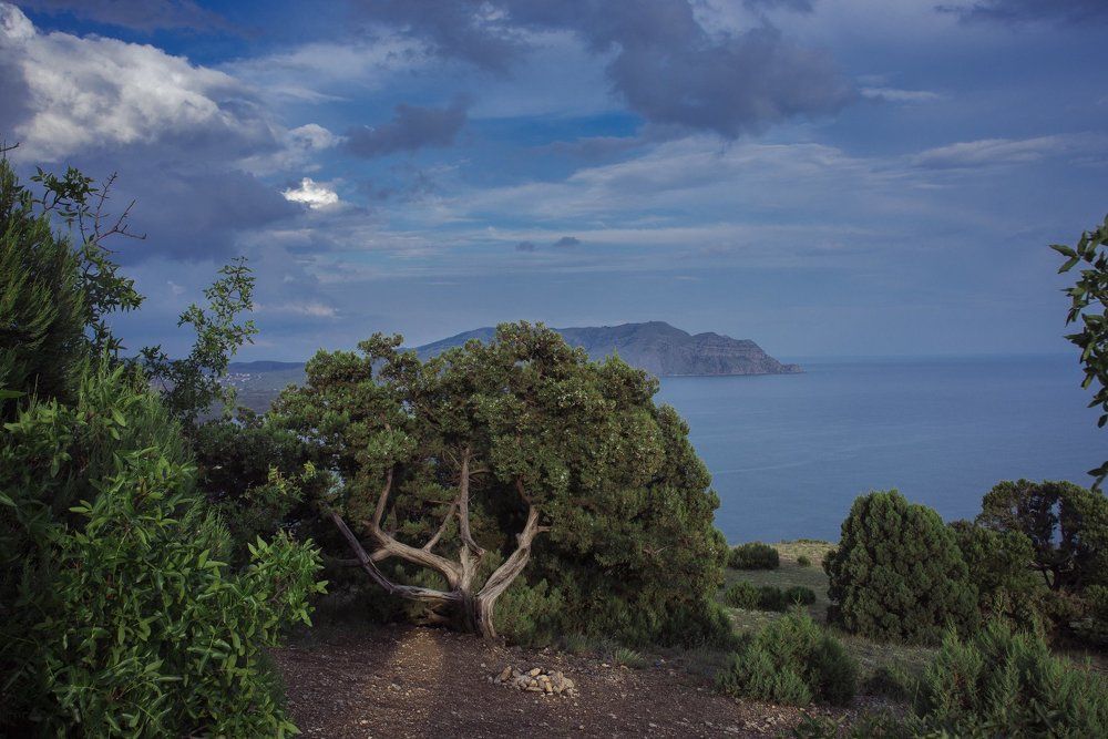 Можжевеловая роща.