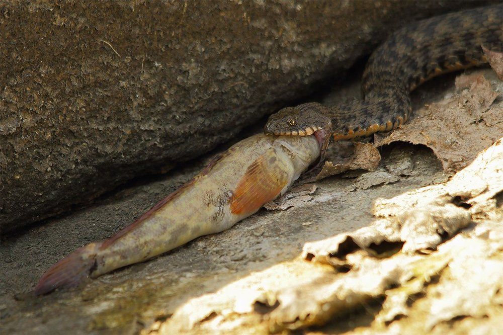 Кульминация жизни и смерти