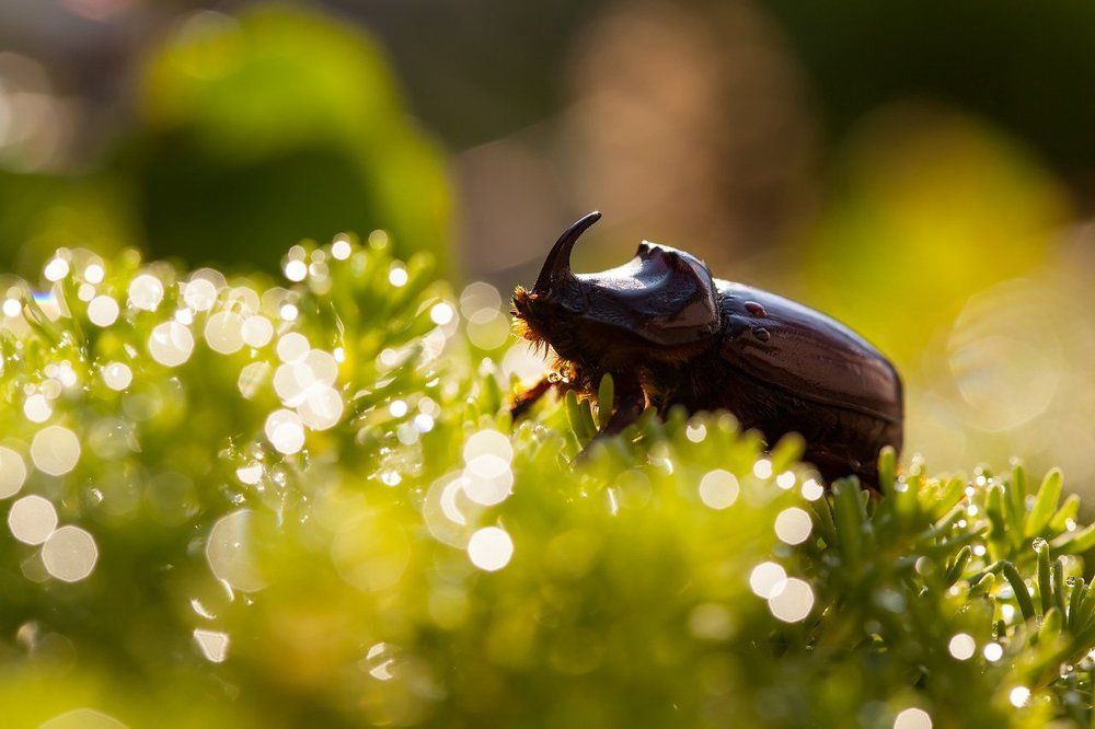 Утренняя вылазка жука-носорога
