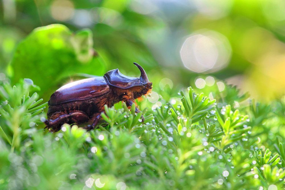 Жук-носорог