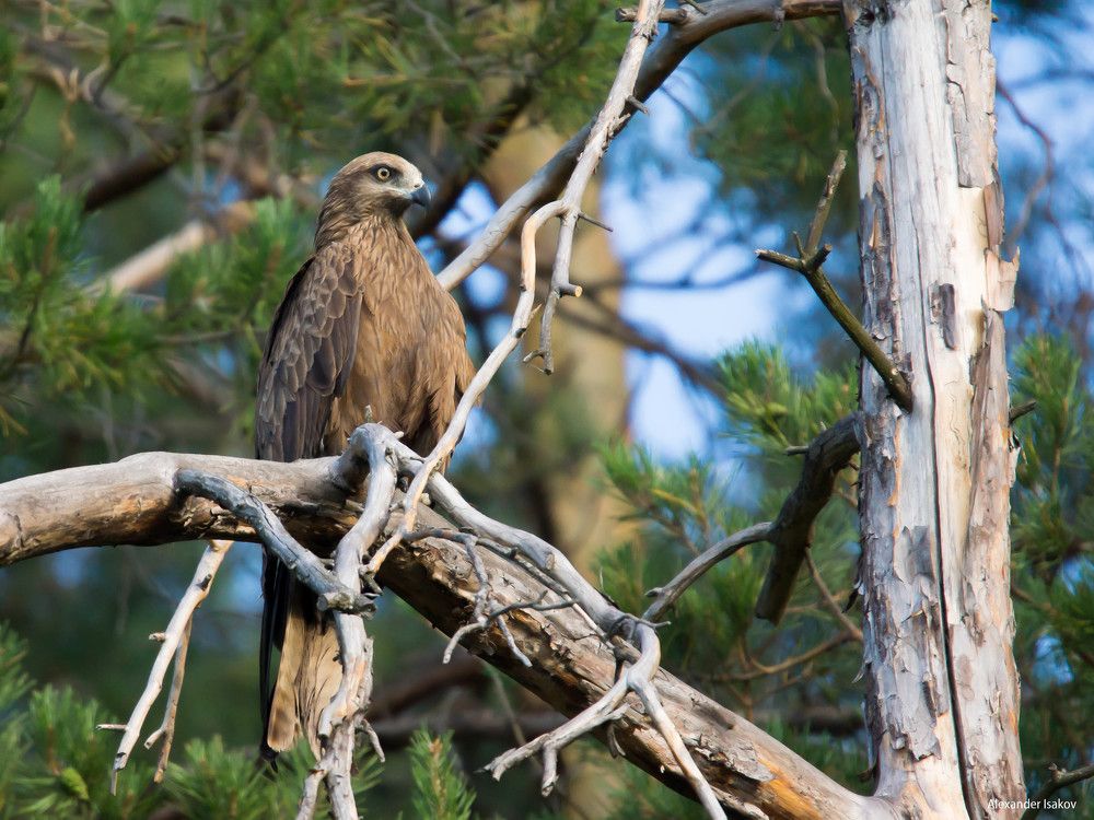 Чёрный коршун