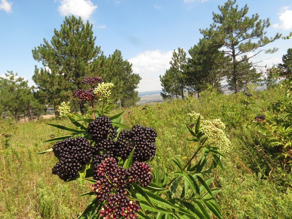 Бузина чёрная