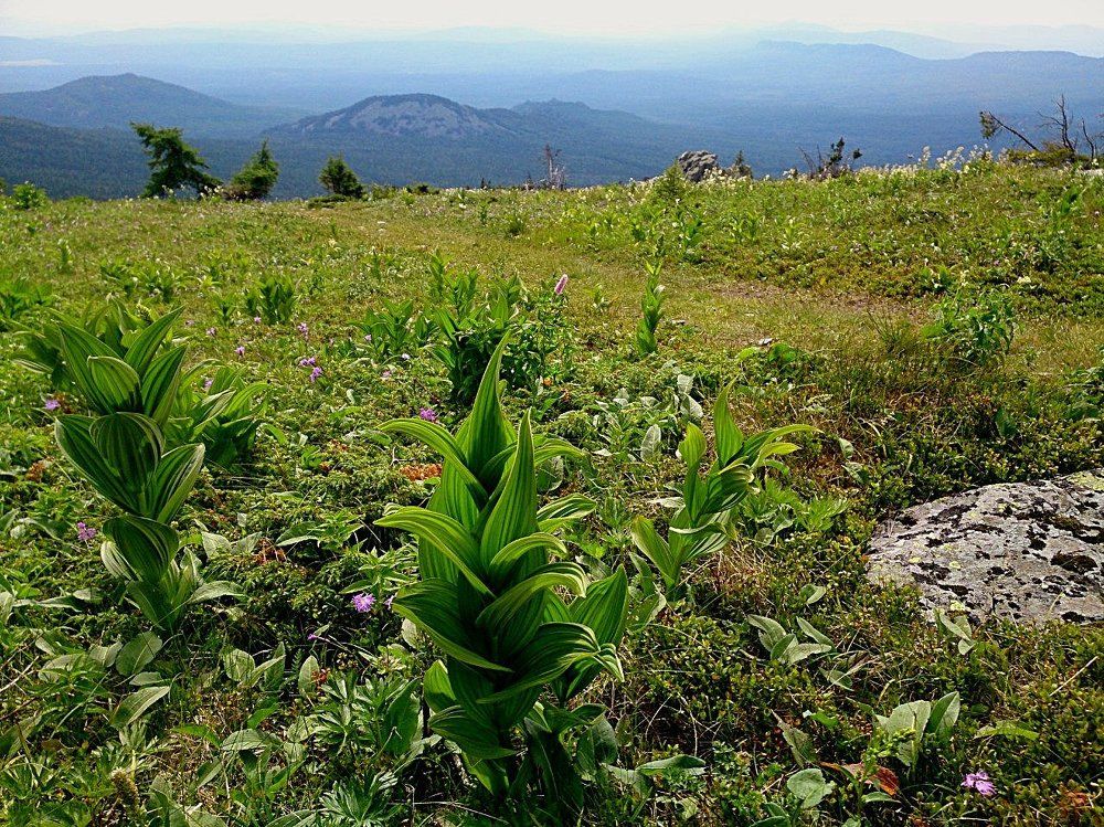 Горная тундра