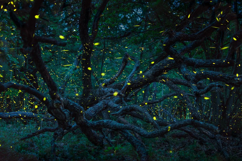 Mating fireflies