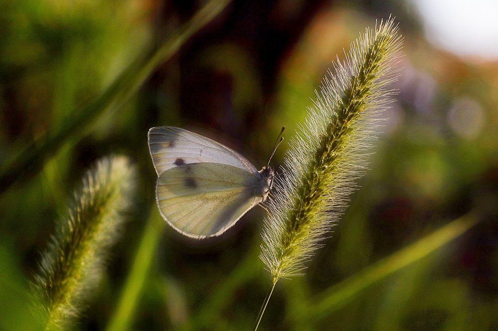 На закате...