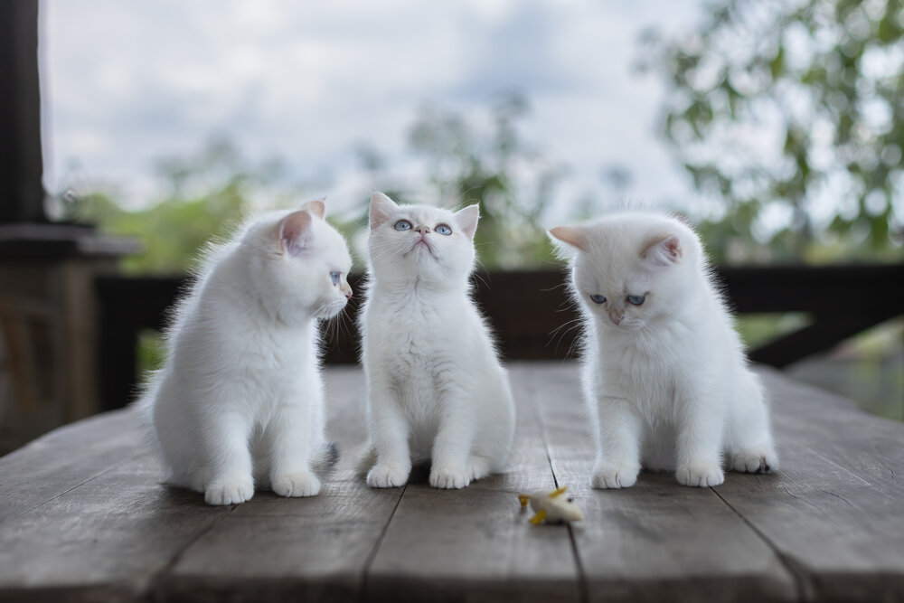 Photograph by Larysa Pinner