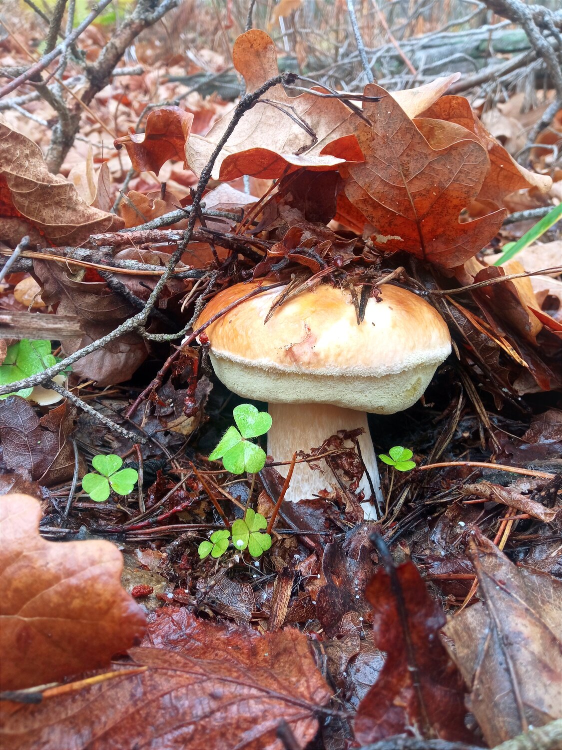 Photo #13950240