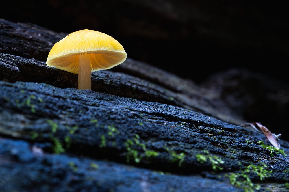 Photograph by Milad Yarizadeh