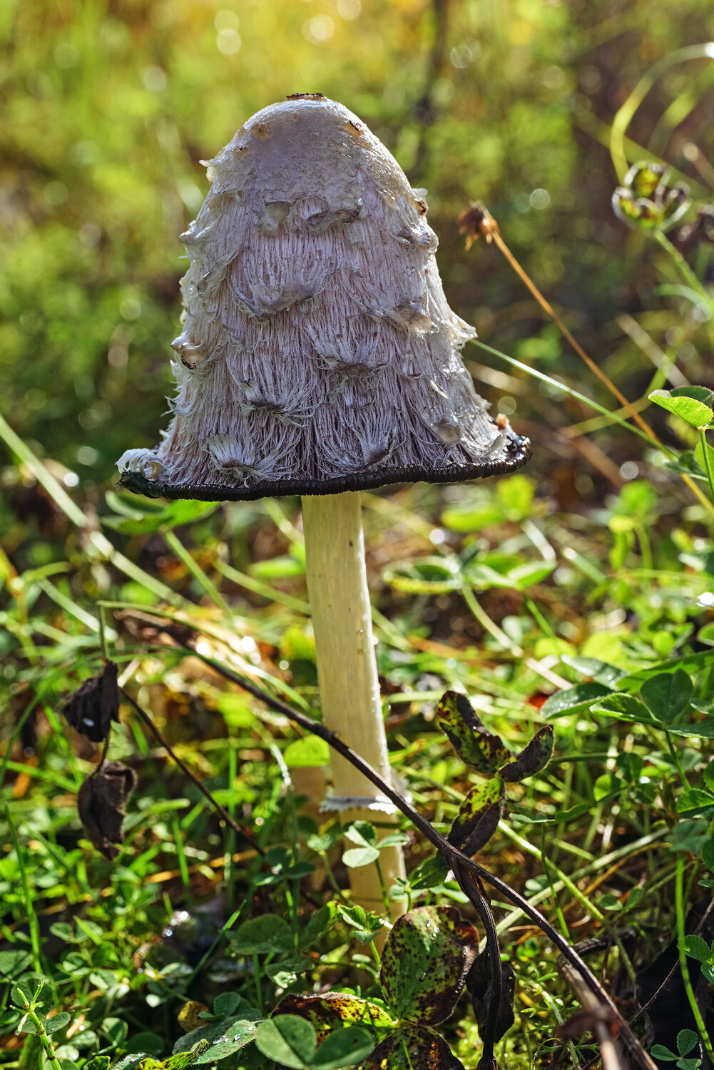 Photo #13950421