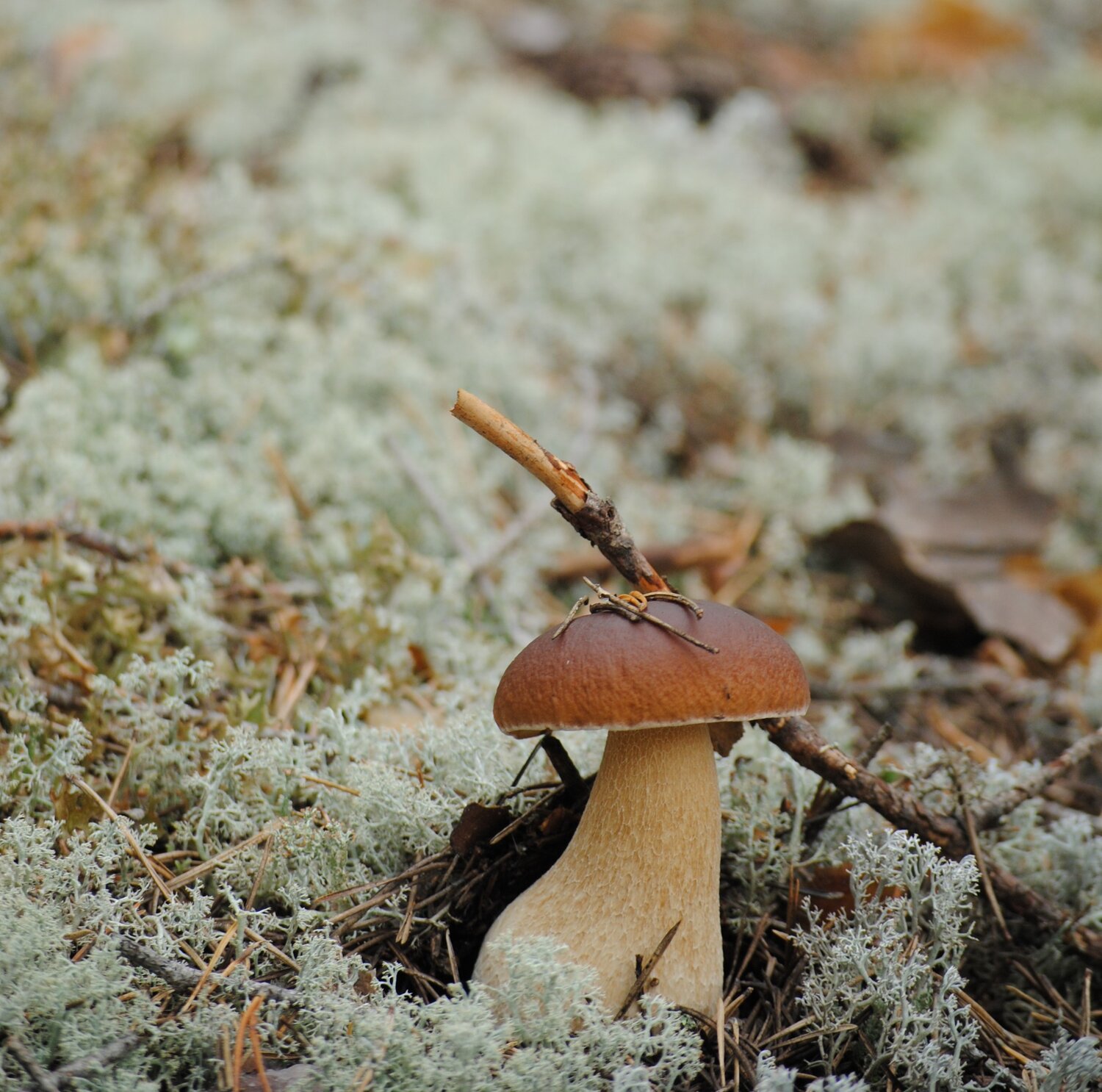 Photo #13950493