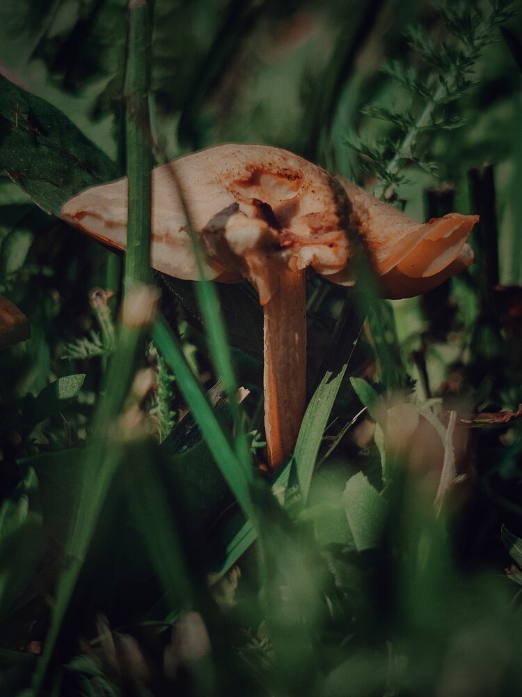 Photograph by Елена Ямнюк