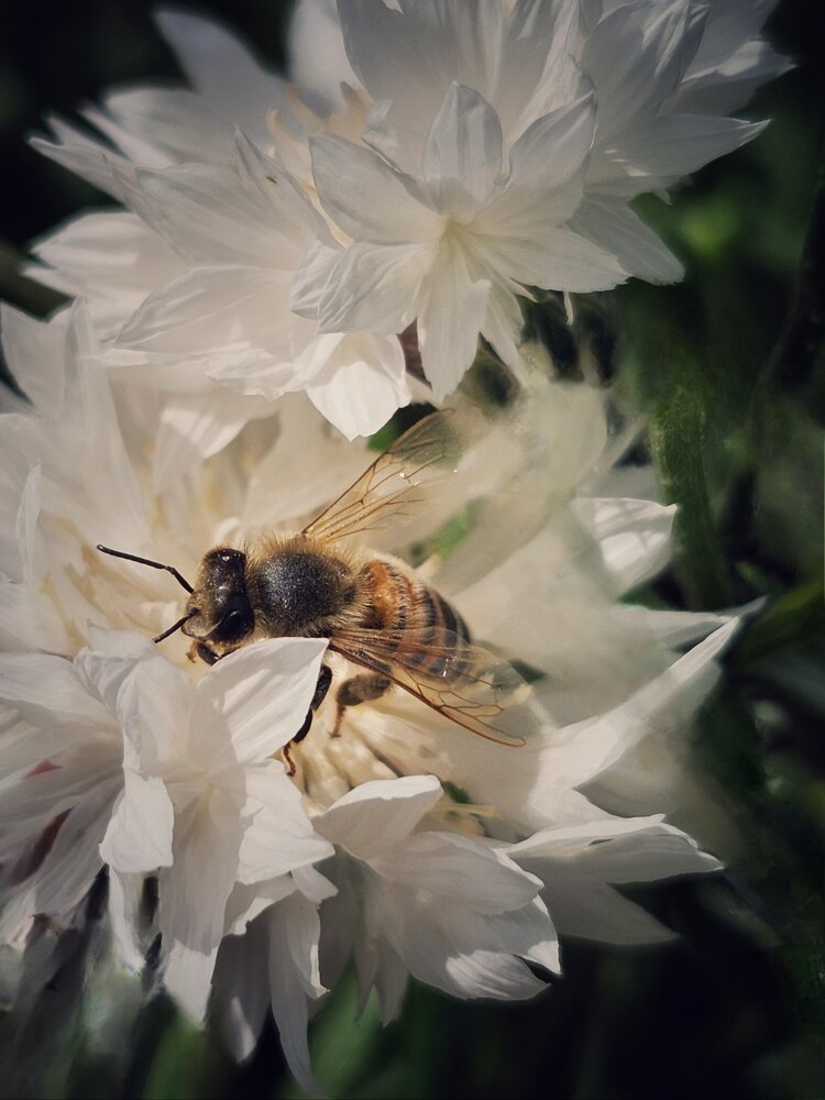 Photograph by Елена Ямнюк