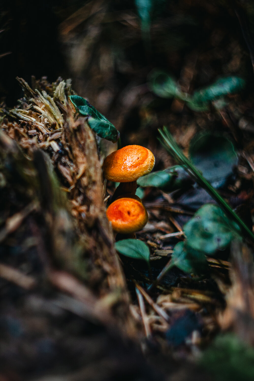 Photo #13950594