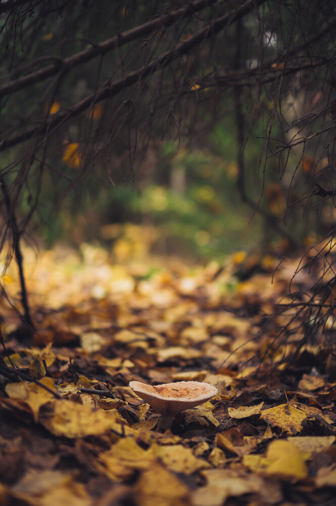 Photograph by Костюшкин Дмитрий
