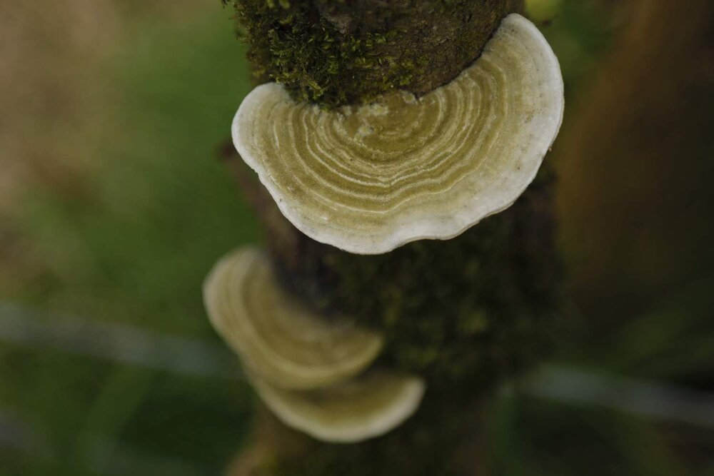 tree mushroom