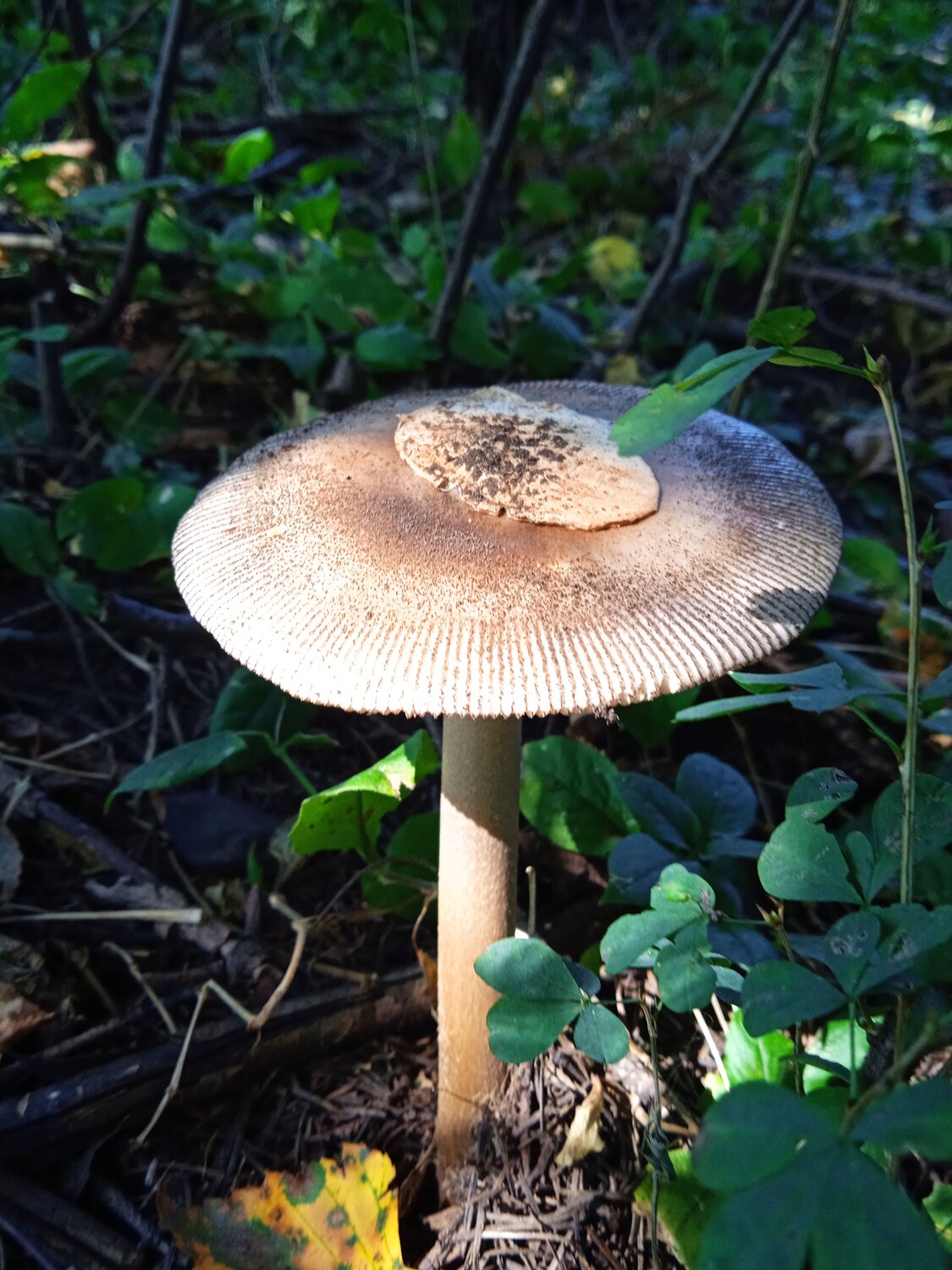 Photo #13950740