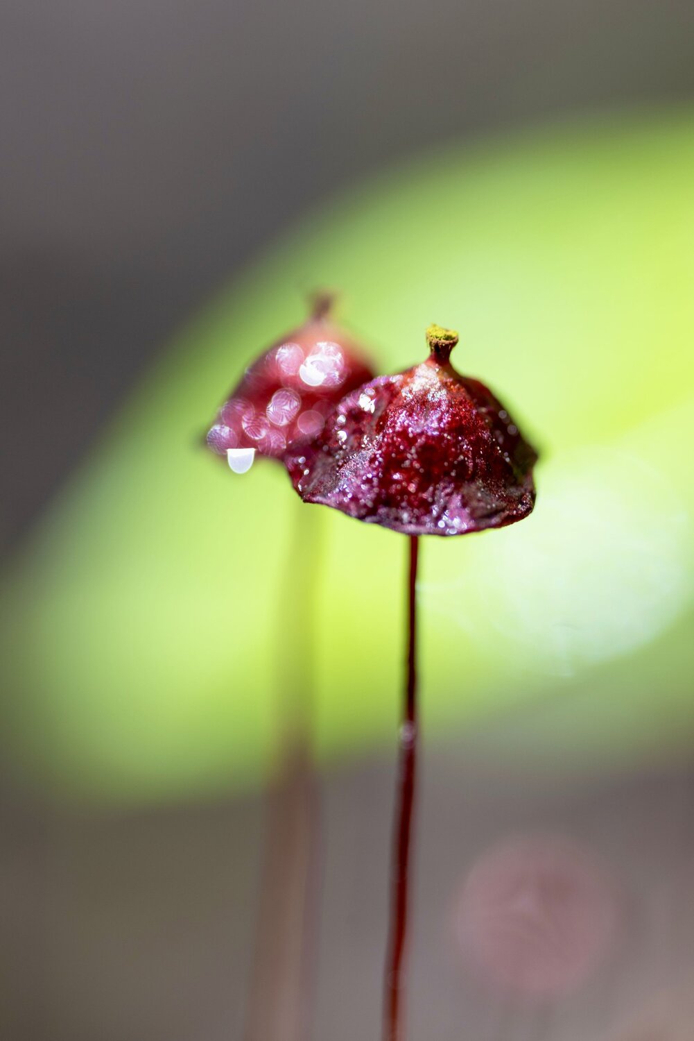 Photo #13950747