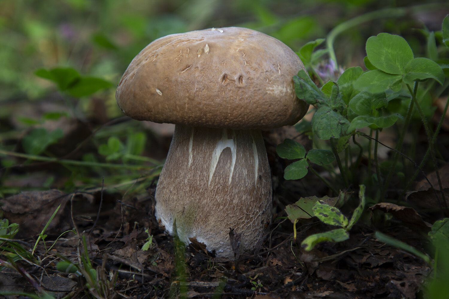 Photo #13950796
