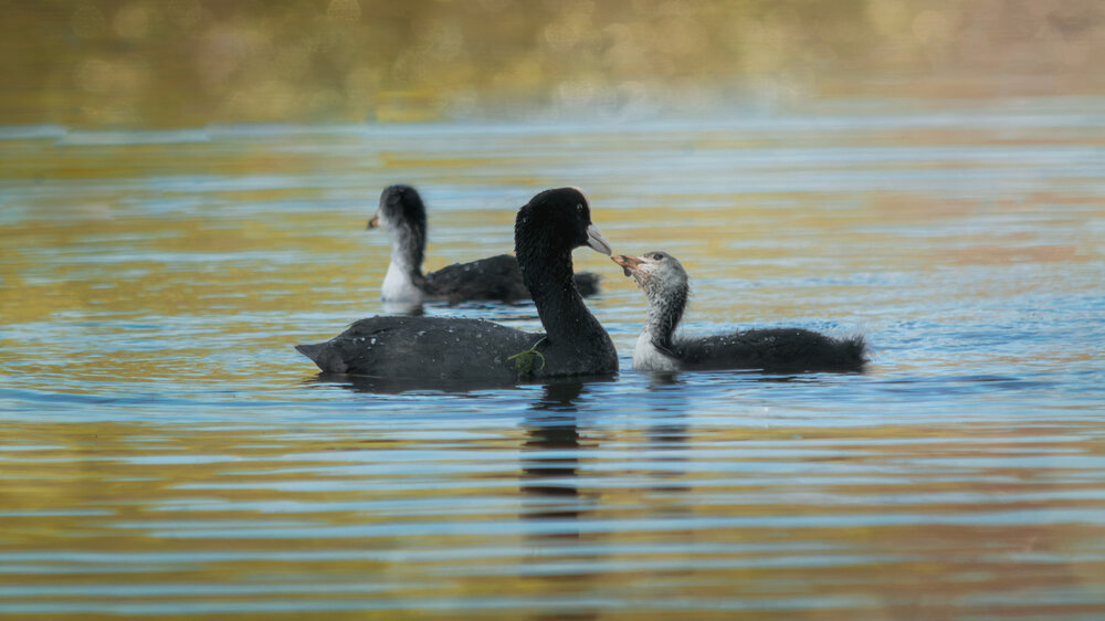 Photograph by Tatiana Alieva