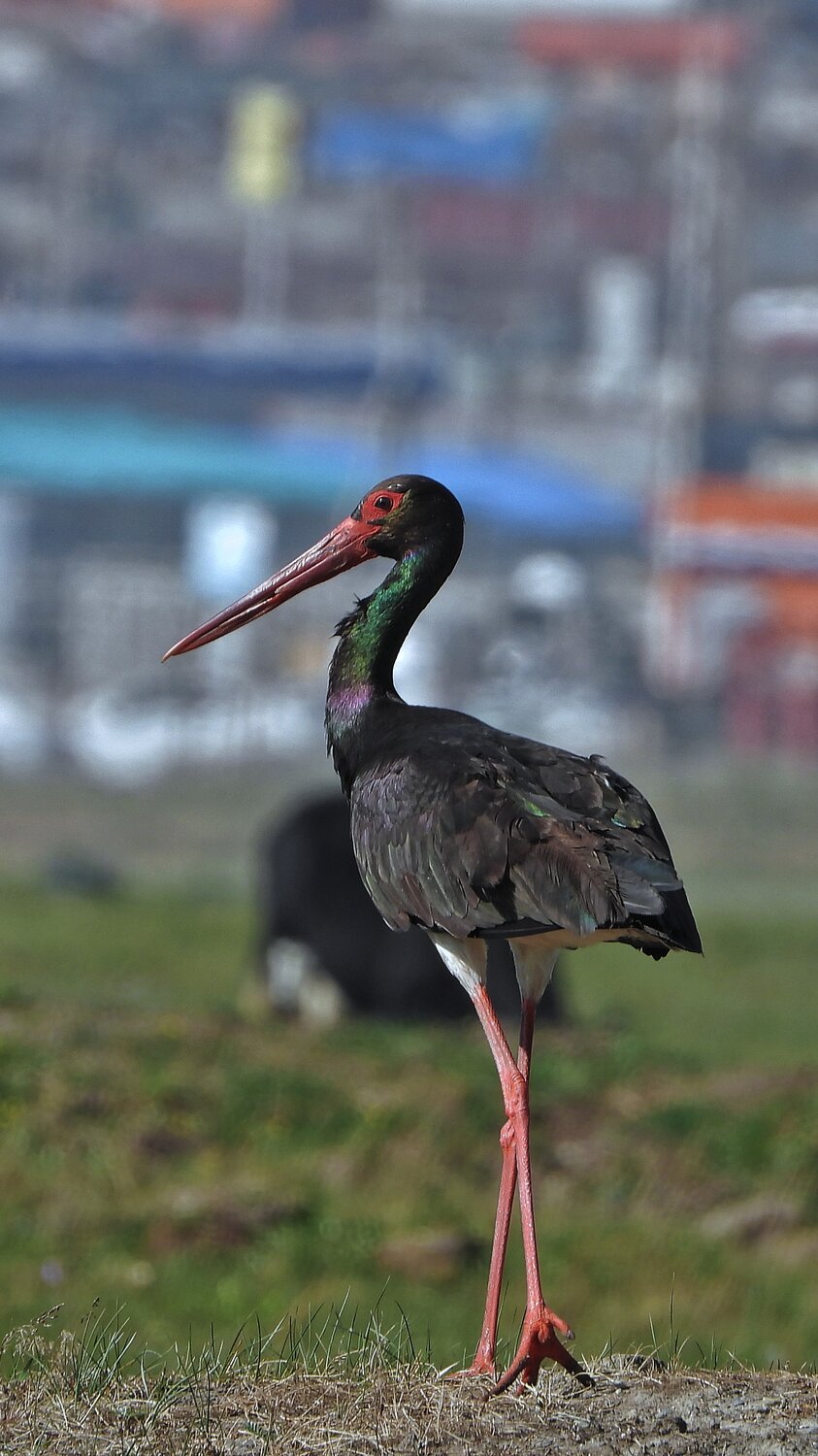 Хар өрөвтас (Ciconia nigra)