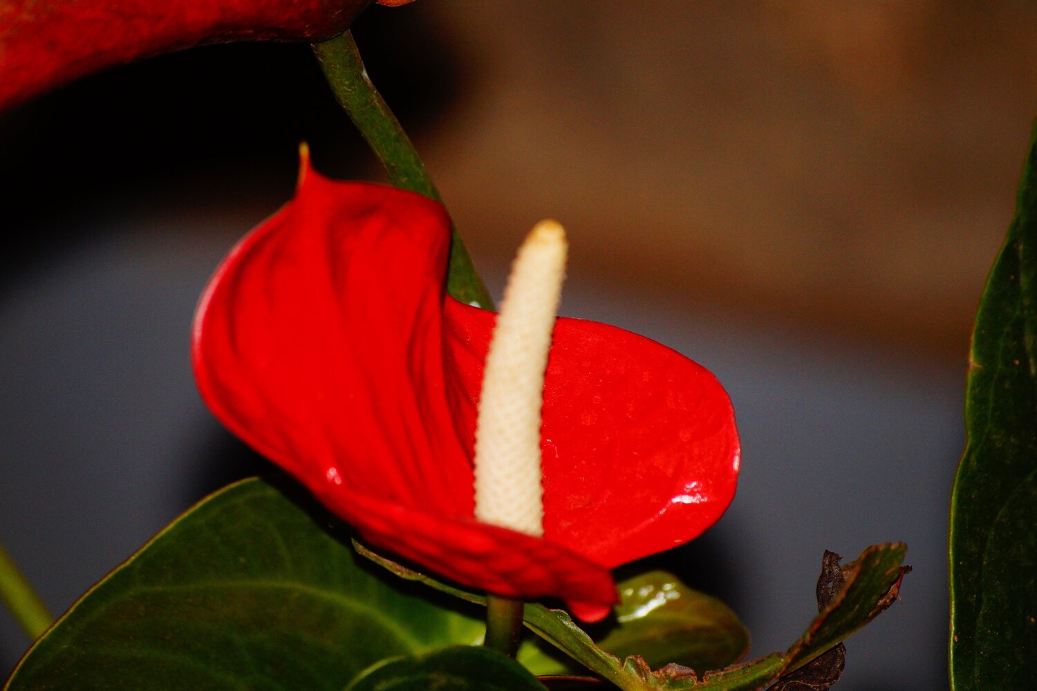 Photo #13950966