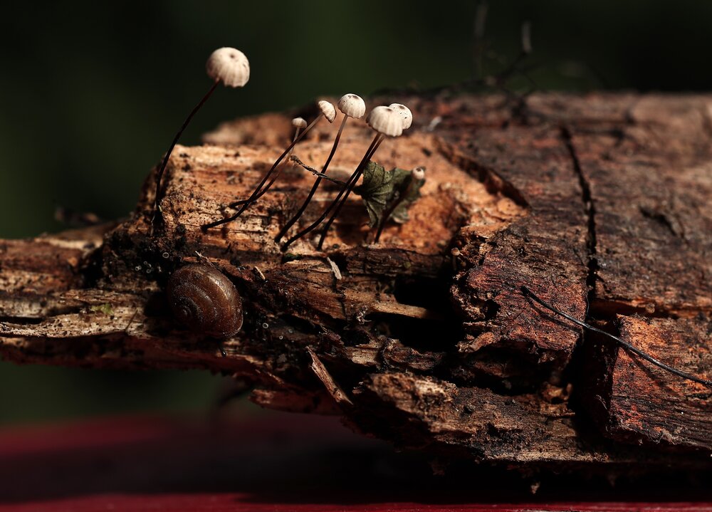 Photograph by Елена Одынец
