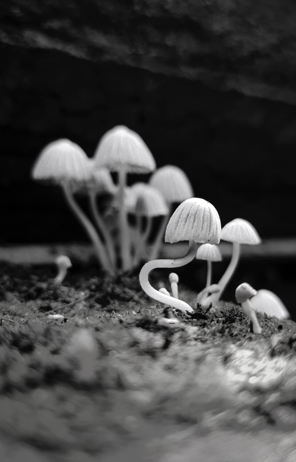 Photo #13951226