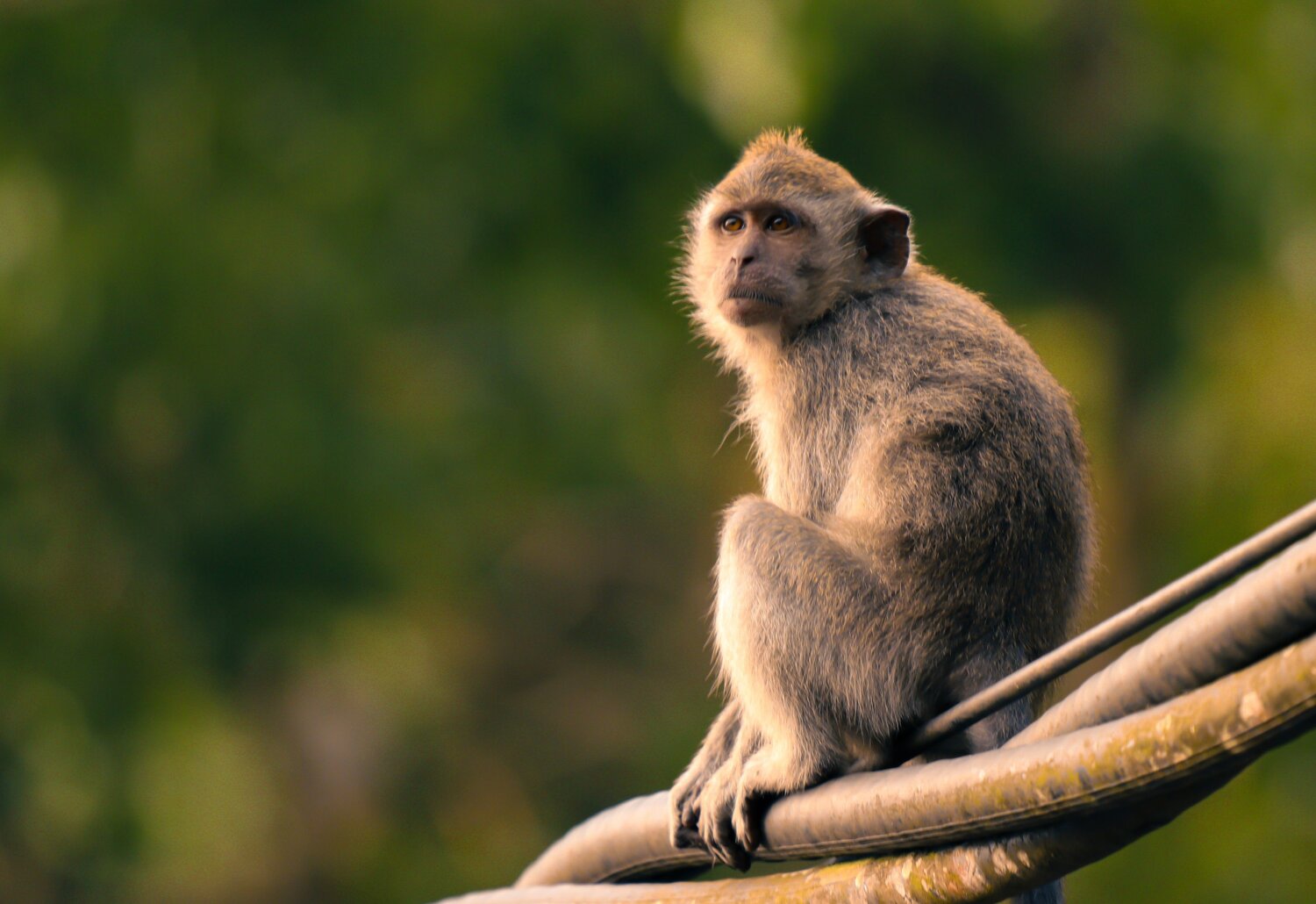 Suranadi monkey