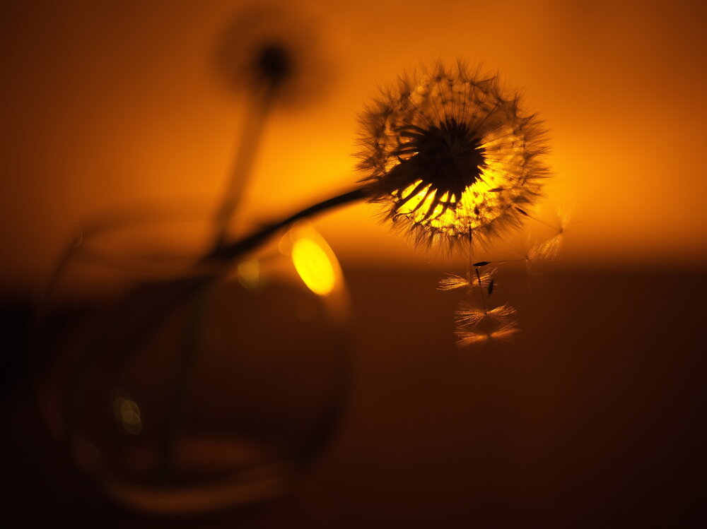 Photograph by Светлана Дисяк