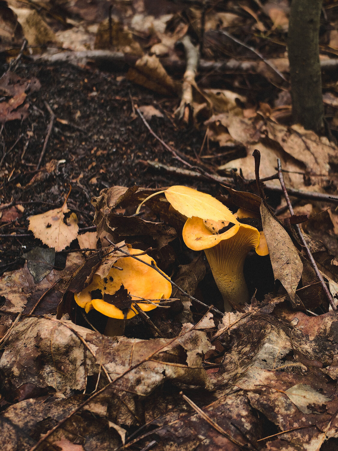 Photo #13951566