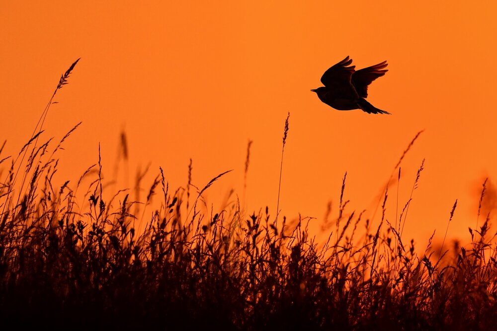 Larks
