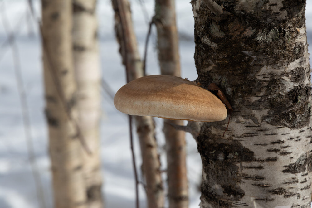 Photograph by Олег Малетин