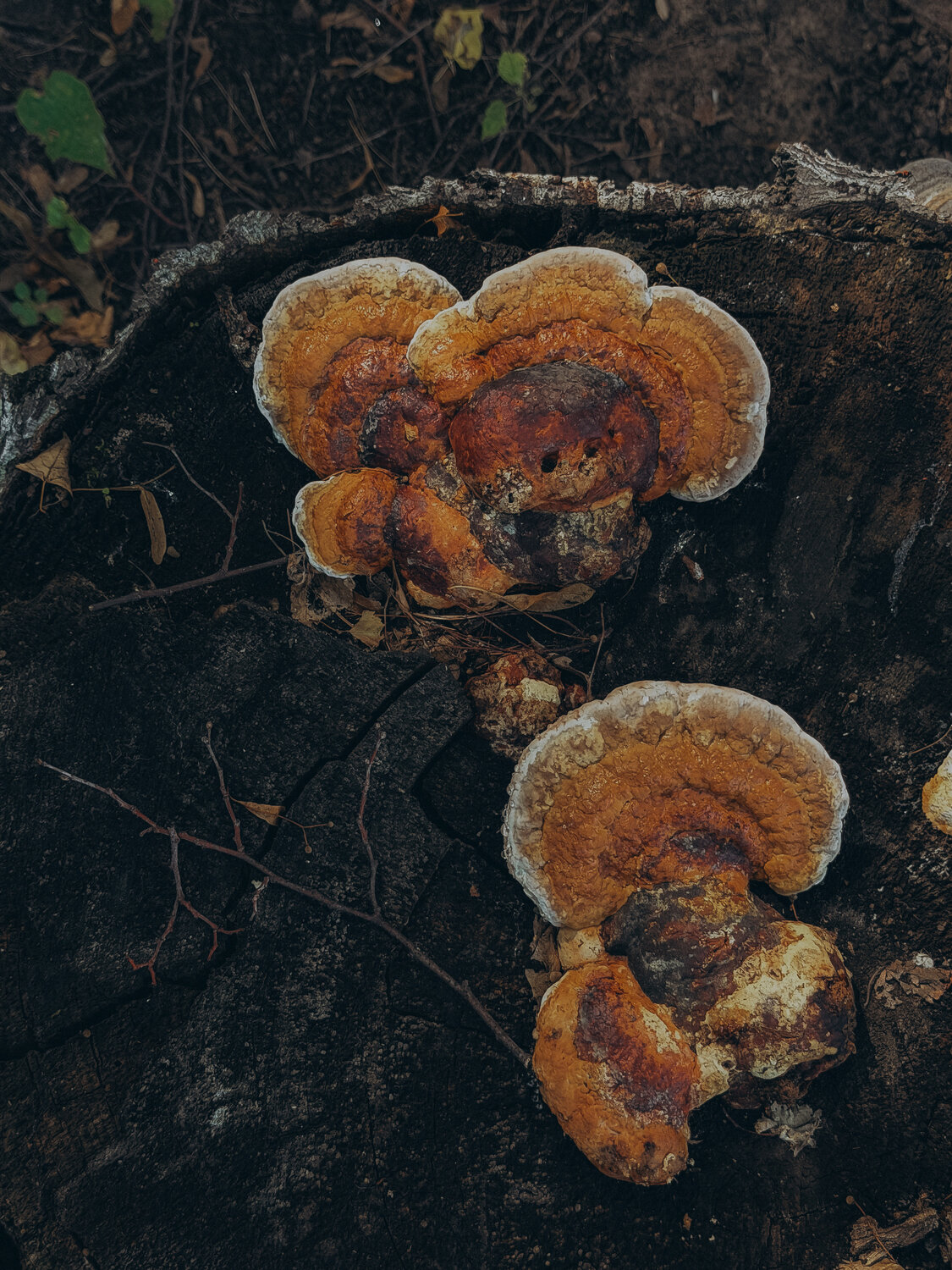 Photo #13951827