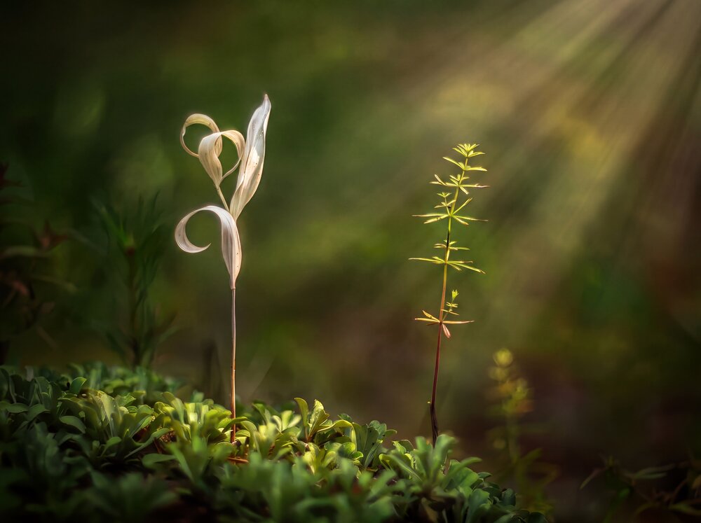 Photograph by Марина Брыдня