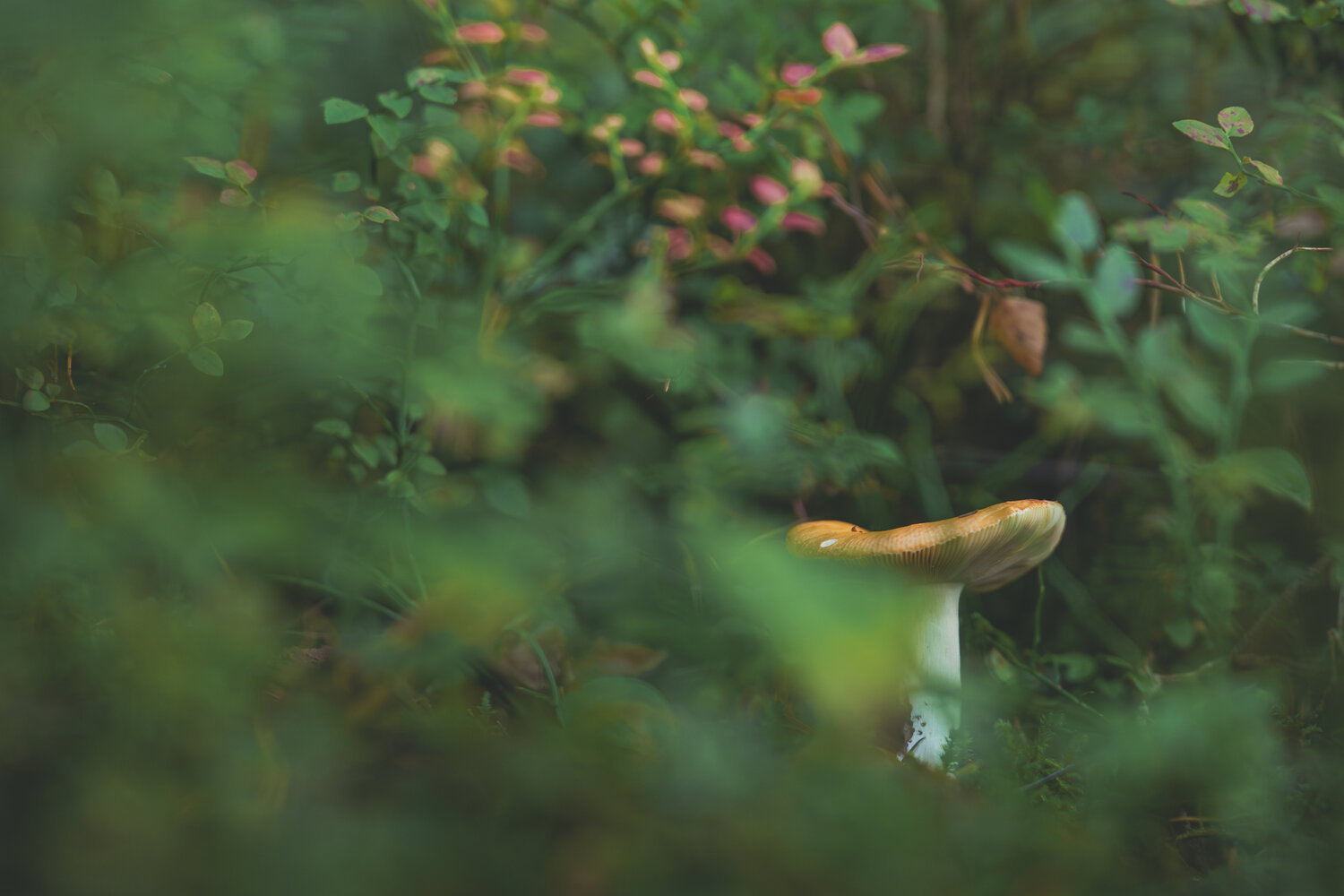 Photo #13952022