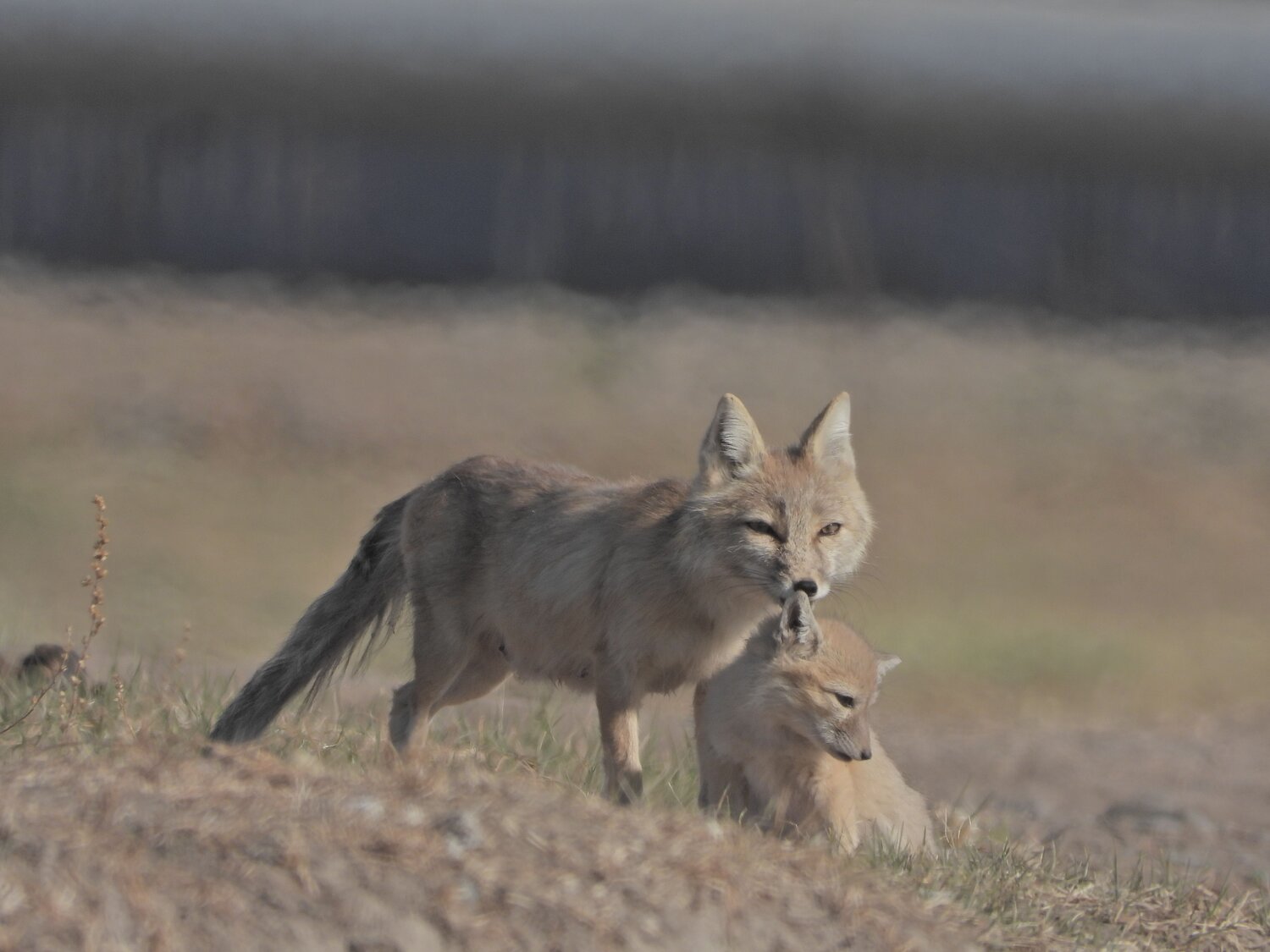 Эх Хярс (Corsac fox).
