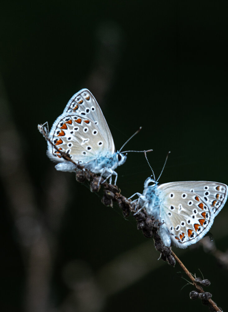 Photograph by Нелли Золотая