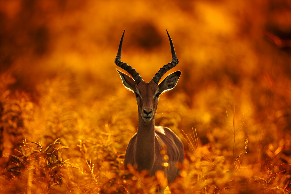 Photograph by Patryk Kurc
