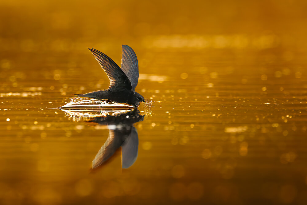 Photograph by Patryk Kurc
