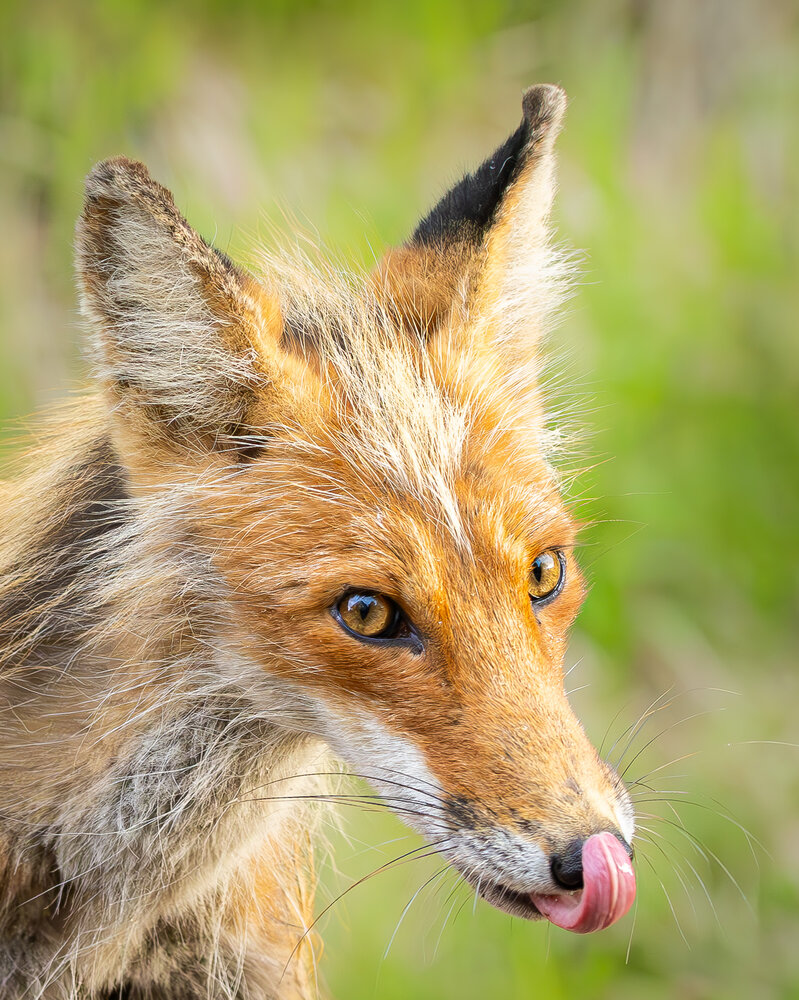 Photograph by Alexei Kriptozoy