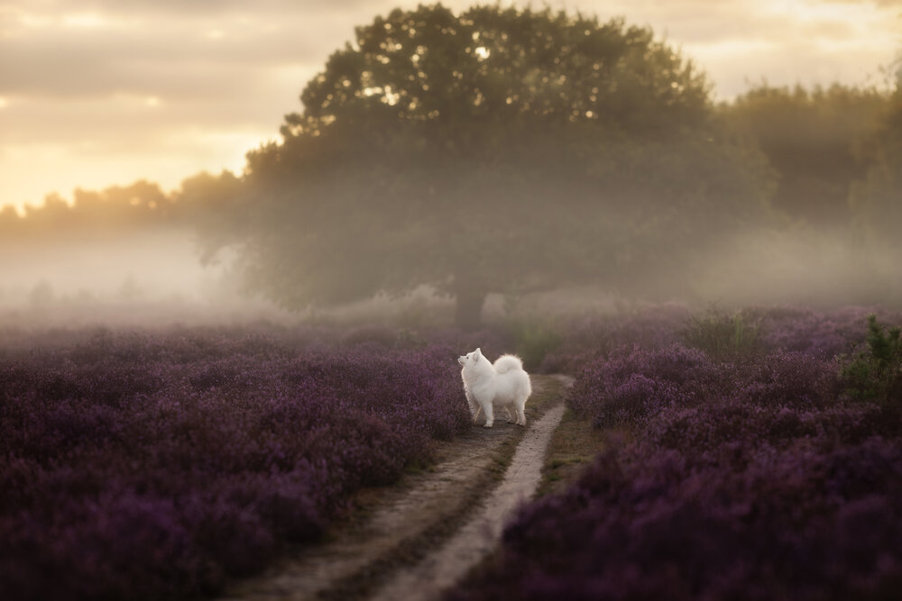 Chasing the Morning Mist