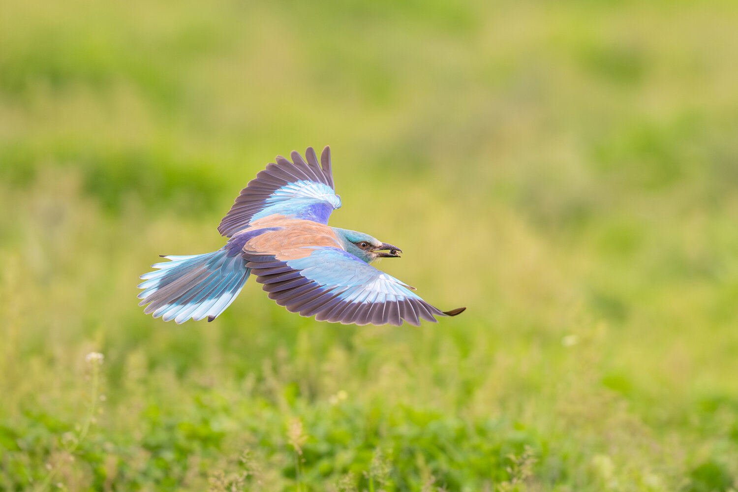 European Roller